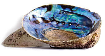Paua Fritters Paua Fritters Appetiser Featured-More Favorites Lunch Main Course Seafood